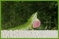 Are Green Anole Lizards Good Pets?