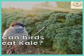 Can Birds Eat Herbs? - Kylon Powell