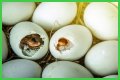 How To Make Bird Eggs?