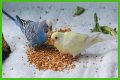 What eats bird food at night?