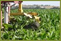 Why do farmers cut the tassels off corn?